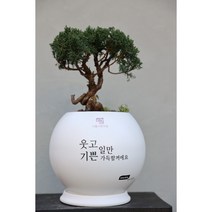 일산화분 배달 개업화분 축하화분 특허등록 감동 메세지 채움, 8번소나무큰화분