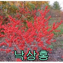낙상홍80~1m 3그루 나무 묘목 낙상홍나무 관상수 조경수 꽃나무 열매나무