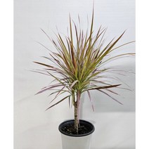 칼라가 특별한 마지나타 (핑크), 1개