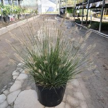 수크령 리틀버니 9치 포트 약45cm 1개