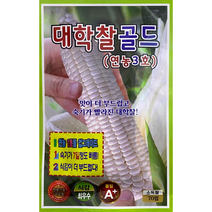대학찰골드옥수수씨앗70립, 70립