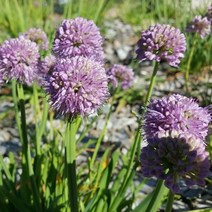 두메부추 삽수 30포기 (산나물 임산물용 일반종)