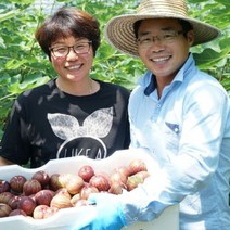 무화과 해남 프리미엄 생무화과 철 당일수확 고당도 2팩, 4팩(1.8kg내외), 1개