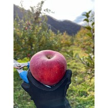 (22년 수확)양구 두타연 고냉지 꿀사과 부사 5kg 10kg 껍질째 먹는 사과 부사 시나노 스위트 농장직송 가정용 선물용, 13과~14과5kg, 1개
