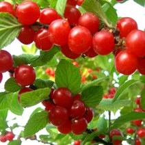 앵두 R4cm 결실주(분) 나무 D113, 1개