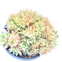 [나애다육] 라조야철화 (묵은둥이) (16-1012)