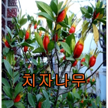 열매치자 결실주 1그루 /묘목 나무 유실수 치자나무 과일나무