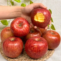 경북 햇 홍로 부사 사과 고당도 꿀사과, 10kg 꼬마과 (48-51과), 가정용 사과