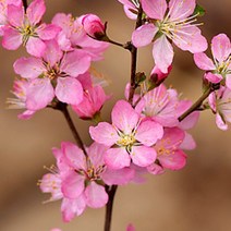 산앵두-이스라지 7치 포트 노지월동 봄꽃 정원 카페