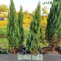 착한가격나무생각 문그로우 1m(분)