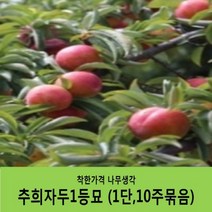착한가격 나무생각 자두묘목 묶음상품, 추희자두(1단10주묶음)