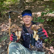 2023년 강원도 자연산 송이버섯 1등품 2등품 개산품 500g 1kg, 2등품 500g