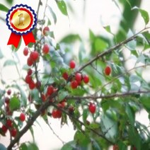 이스라지 3년생 H06~08 산앵두 유실수 과실수 가정과수 정원수 정원가꾸기