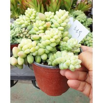 안산 플라워마트 다육식물 청옥, 1개