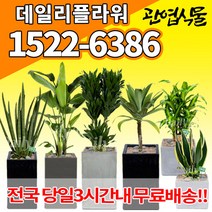 개업축하화분배달 개업식 인테리어식물 집들이 선물 금전수 스투키 산세베리아 만냥금 뱅갈고무나무 떡갈나무 알로카시아 소철 극락조 파키라 거실화분 실내화초, (선택14)해피트리