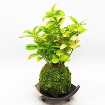 도자기랑나무랑 이끼볼 수태볼 반려식물 실내화초 가습 수경식물, 1개, 금사철 이끼볼(도자기받침)