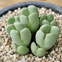 [축전] 랜덤 620 다육식물/다육금/다육이/코노피튬/선인장/아프리카식물/인테리어식물/플랜테리어/반려식물/집들이/개업선물 공기정화식물 에이플랜