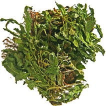 곰보배추 자연산 특품200g/동의보감촌 지리산 배암차즈기/설견초(지리산한방식품), 200g