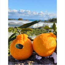 [지삿개농장]제주 한라봉 고당도 프리미엄대과 실속한라봉의 품격 2.5KG 4.5KG 8.5KG, 8.5KG(28과), 1개