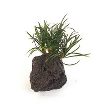 화산석 활착수초 S - (수초활착 어항수초 수초어항), 1개