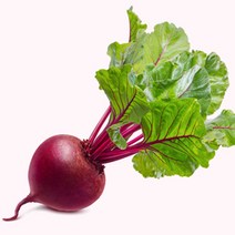 야채 알 비트 비트잎 콜라비 채소 종자 씨앗 200립 ADS- 2980213EA, 본상품선택