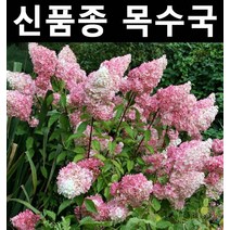 유럽목수국(바닐라프레이즈) 4치포트 3개/나무 묘목/조경/관상수