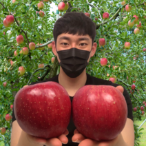 탐란다 17Brix 고당도 안동 부사 보조개 못난이 사과 5kg 10kg, 가정용 10kg 중과