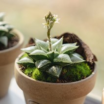 하월시아 옵투사 19종, 10 벌룬