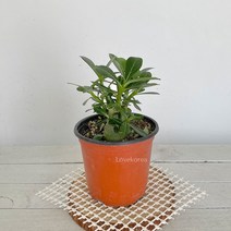 아데니움 석화(소)해초바구니 사막의장미 라고불리는 미니바오밥나무