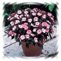 [꽃모종]산파첸스 : 8cm분, 브러쉬핑크(키즈핑크), 1개