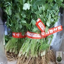새벽들 싱싱한 국내산 고수 1단 (300g내외), 300g내외