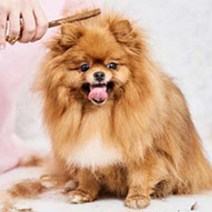 강아지 고양이 보습미스트 꽃향기 알로에컨디셔너 빗질엉킴 모발윤기 300ml
