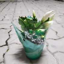 가홈플라워 게발선인장 화이트 공기정화식물