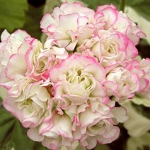 유럽 제라늄 화분 모음, 93. 웨스트 데일 애플블러섬