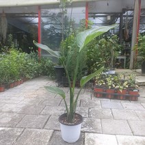 45~65cm 119 극락조 여인초 중품 공기정화식물, 1개