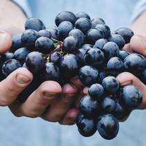 영화농산 특급 포도 9kg 송산포도 캠벨포도 가지포도영화농산 특급 포도 9kg 송산포도 캠벨포도 가지포도 망고포도 거봉포도 대부도포도 씨없는포도 영동포도 강화섬포도 포도가격 안성포도 코튼캔디포, 본상품