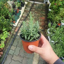 잉글리쉬라벤다 소품 라벤더 허브 10~25cm 23, 1개