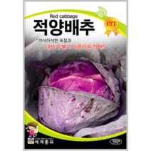 적양배추 300립/적채 씨앗 채소종자 양배추