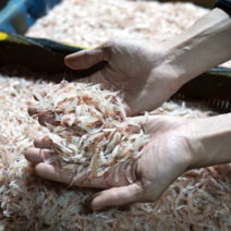 서해안 김장용생새우 햇생새우 1kg / 2kg(1kg+1kg) 급냉 11월조업