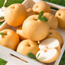 진짜 맛있는 가정용 신고배, 7.5kg 13-15과내, 1box