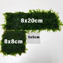 수초 자와모스(삼각모스) 활착판(5x5cm)