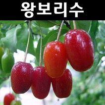 왕보리수 나무 묘목 삽목2년 뿌리묘 1개/유실수/과수