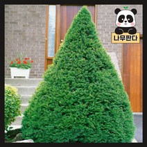 (나무판다) 주목나무 묘목 포트 3주묶음, 주목 포트 (3주묶음)