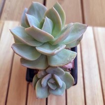 백봉 중품 키우기 쉬운 거실 실내 다육 랜덤발송 분별도1자1-80, 단품