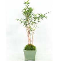 솔리드 내열내한실내 선의서재 정원 발코니 차실내 대나무인테리어, C01-냄비 식물, T10-홍관음죽 4-5봉함분 높이 약