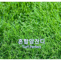 혼합 양잔디 씨앗 1kg 약12평 풀씨 양잔디씨앗 잔디씨 법면녹화 경사면녹화용