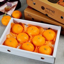 제주 레드향 선물용 2.5kg 8-11과, 단품
