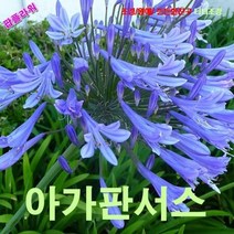팝플라워 아가판서스 씨앗 5립