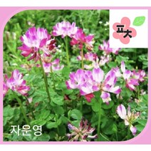 자운영 씨앗(500립) -종자씨앗 꽃씨앗 채소씨앗 구근식물 야생화 약초 포천매화동농장 씨앗모음