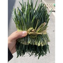 영호네농산물 초벌 부추(전구지), 1box, 500g